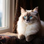 Cat Breeds for Apartment. Ragdoll cat sitting on the edge of a window