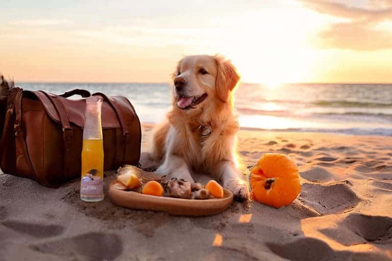 Beach Days with Pets