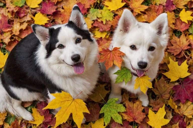 Autumn - pets playing in colorful fall leaves