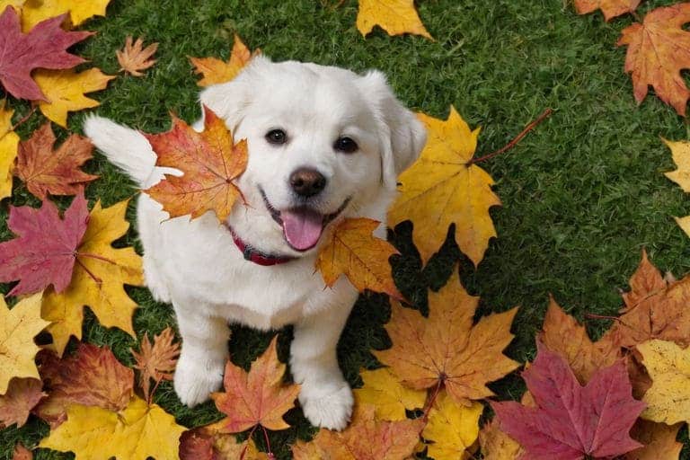 Autumn - pets playing in colorful fall leaves