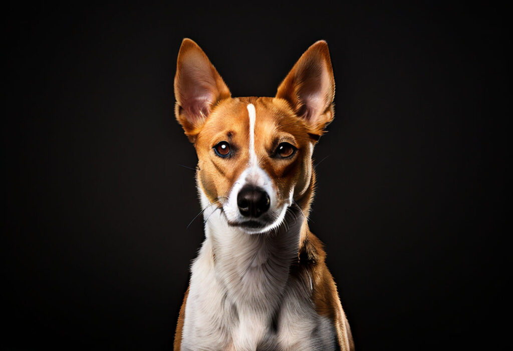 Barkbasenji. Dogs That Don't Bark