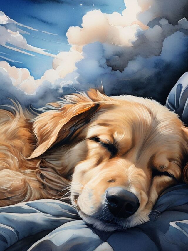 Discover what goes on in your dog’s mind during sleep!